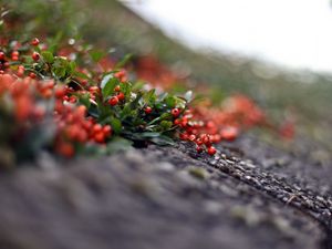 Preview wallpaper mountain ash, leaves, berries, blurring