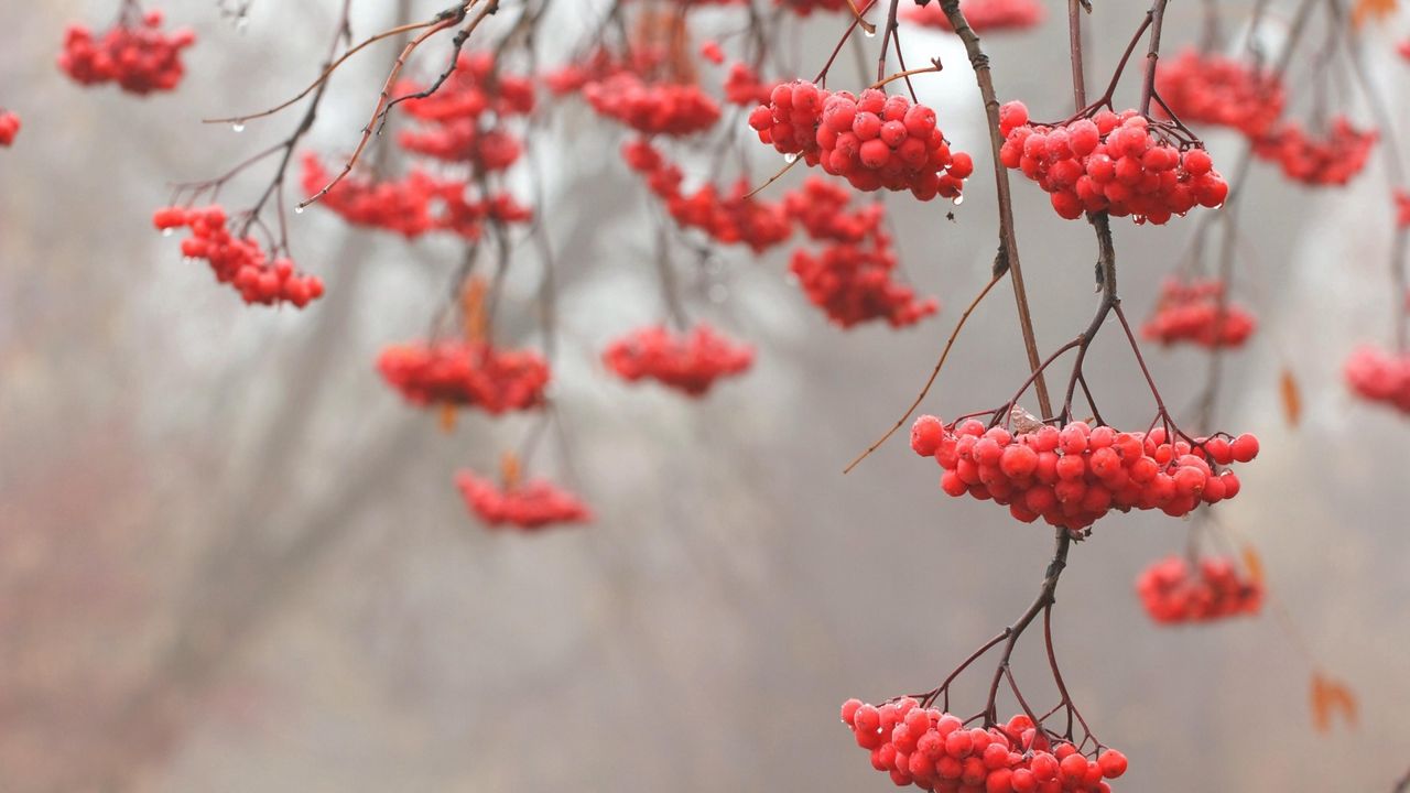 Wallpaper mountain ash, red, berry, tree, branches, fruits, drops м