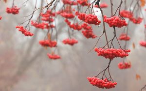 Preview wallpaper mountain ash, red, berry, tree, branches, fruits, drops м