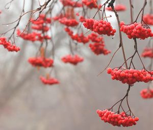 Preview wallpaper mountain ash, red, berry, tree, branches, fruits, drops м