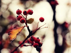 Preview wallpaper mountain ash, tree, berry, glare