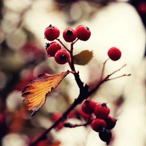 Preview wallpaper mountain ash, tree, berry, glare