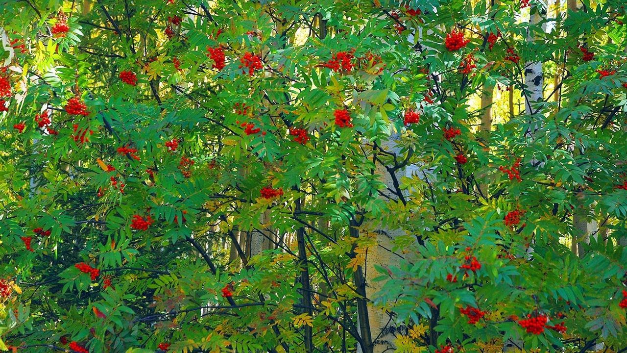 Wallpaper mountain ash, tree, berry, fruits, autumn, leaves