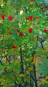 Preview wallpaper mountain ash, tree, berry, fruits, autumn, leaves