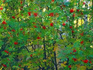 Preview wallpaper mountain ash, tree, berry, fruits, autumn, leaves