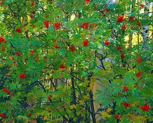 Preview wallpaper mountain ash, tree, berry, fruits, autumn, leaves