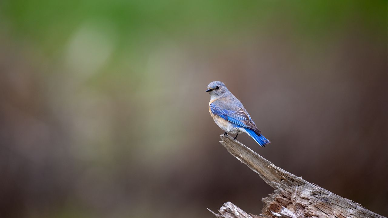 Wallpaper mountain bluebird, bird, log, blur