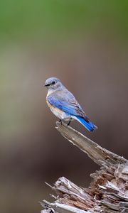 Preview wallpaper mountain bluebird, bird, log, blur