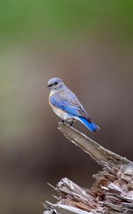 Preview wallpaper mountain bluebird, bird, log, blur