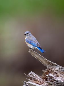 Preview wallpaper mountain bluebird, bird, log, blur