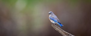 Preview wallpaper mountain bluebird, bird, log, blur