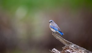 Preview wallpaper mountain bluebird, bird, log, blur