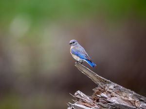 Preview wallpaper mountain bluebird, bird, log, blur