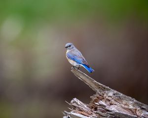 Preview wallpaper mountain bluebird, bird, log, blur