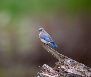 Preview wallpaper mountain bluebird, bird, log, blur