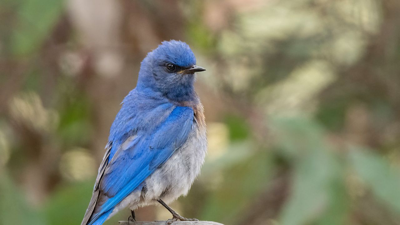 Wallpaper mountain bluebird, bird, wildlife, blur