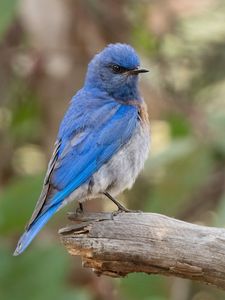 Preview wallpaper mountain bluebird, bird, wildlife, blur