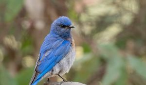 Preview wallpaper mountain bluebird, bird, wildlife, blur