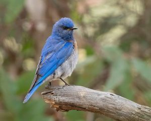 Preview wallpaper mountain bluebird, bird, wildlife, blur