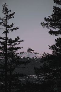 Preview wallpaper mountain, branches, snow, peak, sunset