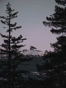 Preview wallpaper mountain, branches, snow, peak, sunset