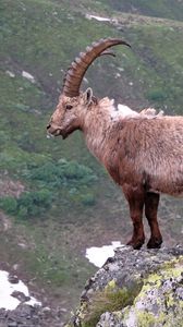 Preview wallpaper mountain, cliff, rocks, antlers, mountain goats