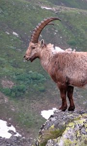 Preview wallpaper mountain, cliff, rocks, antlers, mountain goats