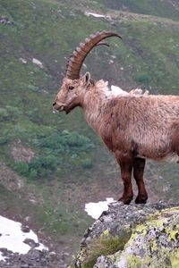 Preview wallpaper mountain, cliff, rocks, antlers, mountain goats