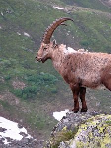 Preview wallpaper mountain, cliff, rocks, antlers, mountain goats