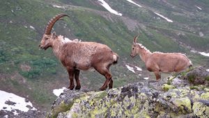 Preview wallpaper mountain, cliff, rocks, antlers, mountain goats