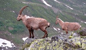 Preview wallpaper mountain, cliff, rocks, antlers, mountain goats