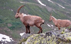 Preview wallpaper mountain, cliff, rocks, antlers, mountain goats