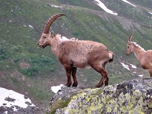 Preview wallpaper mountain, cliff, rocks, antlers, mountain goats