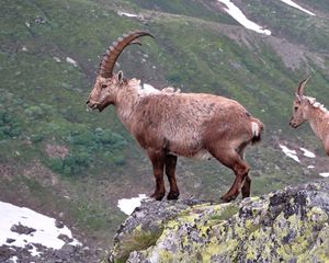 Preview wallpaper mountain, cliff, rocks, antlers, mountain goats