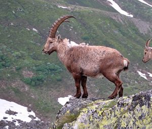 Preview wallpaper mountain, cliff, rocks, antlers, mountain goats