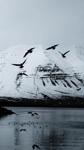 Preview wallpaper mountain, crows, birds, lake, snow, glacier