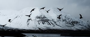 Preview wallpaper mountain, crows, birds, lake, snow, glacier