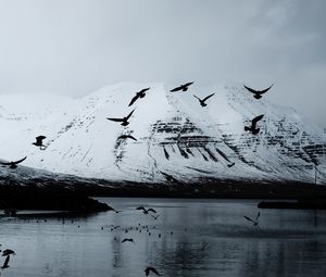 Preview wallpaper mountain, crows, birds, lake, snow, glacier