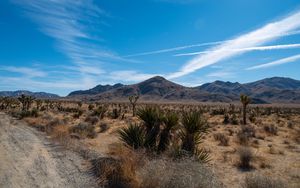 Preview wallpaper mountain, desert, bushes, leaves