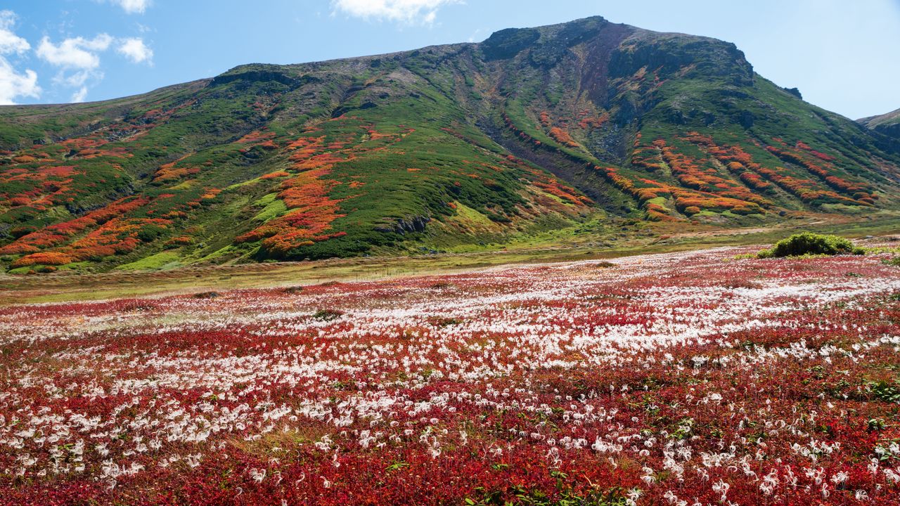 Wallpaper mountain, field, flowers, landscape