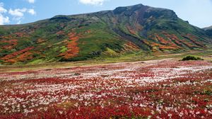 Preview wallpaper mountain, field, flowers, landscape