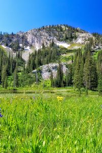 Preview wallpaper mountain, field, trees, landscape