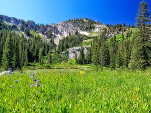 Preview wallpaper mountain, field, trees, landscape