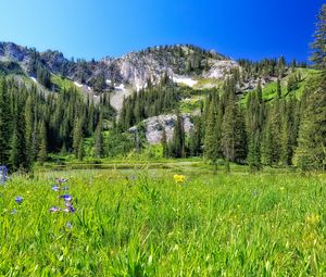 Preview wallpaper mountain, field, trees, landscape