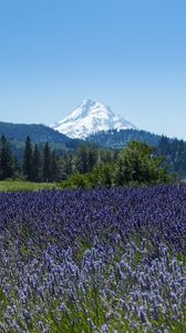 Preview wallpaper mountain, flowers, field, trees, nature