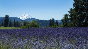 Preview wallpaper mountain, flowers, field, trees, nature