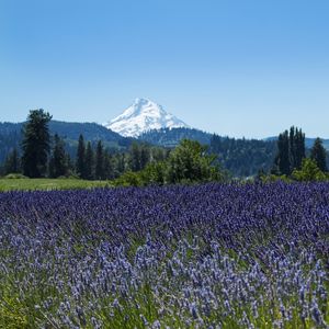 Preview wallpaper mountain, flowers, field, trees, nature