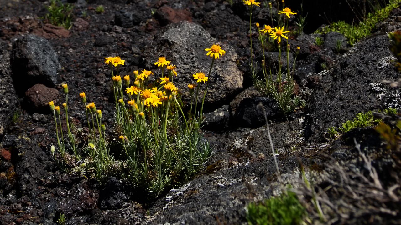 Wallpaper mountain, flowers, stones, landscape