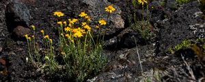 Preview wallpaper mountain, flowers, stones, landscape