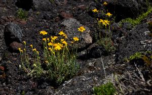 Preview wallpaper mountain, flowers, stones, landscape